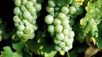 Weinbau: Peronospora sicher bekämpfen - wie geht das?