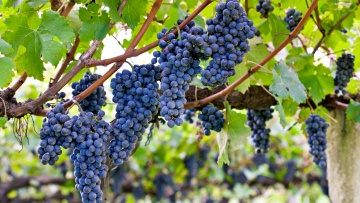 Weinbau: Botrytisstrategien für erfolgreichen Anbau